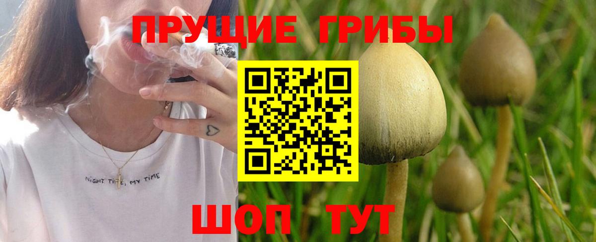Волгодонск  Псилоцибиновые грибы мицелий  Вход с VPN 